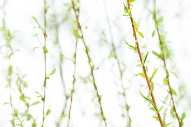 Genç ağaç dalları üzerinde bırakır