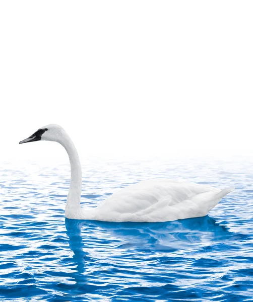 Swan nadando na água em um fundo branco — Fotografia de Stock