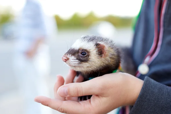 Ferret in the hand of the man — 图库照片