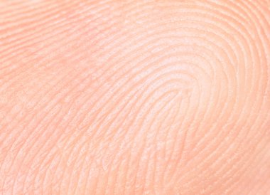 parmak izi, meme basinin Papiller satırları