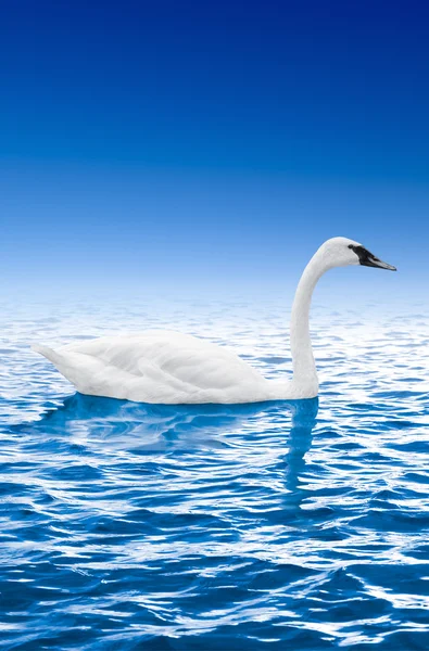 Cisne nadando na água contra o céu azul — Fotografia de Stock