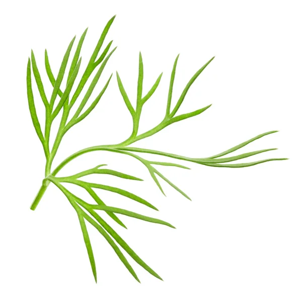 Green dill leaf — Stock Photo, Image