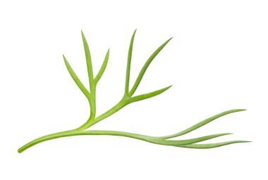 Yeşil dere otu yaprağı