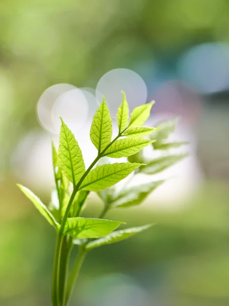 Young leaves close-up with blurred background — Stock Photo, Image