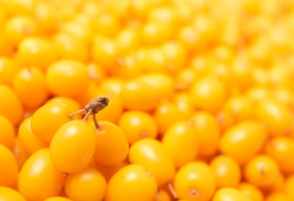 Sea-buckthorn berries closeup — Stock Photo, Image