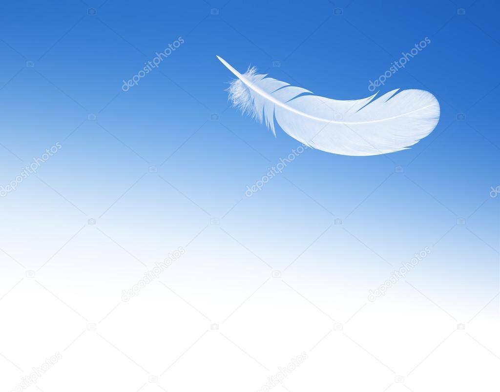 feather on the background of blue sky with space for text