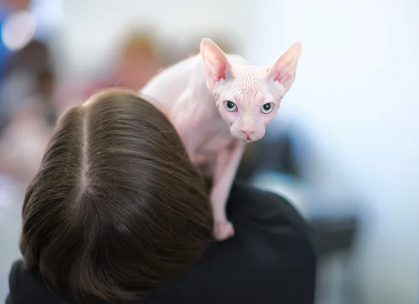 Gato esfinge sin pelo en el hombro del propietario peludo — Foto de Stock