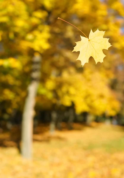 Autumn leaf in the air on a background of yellow trees — Stock Photo, Image