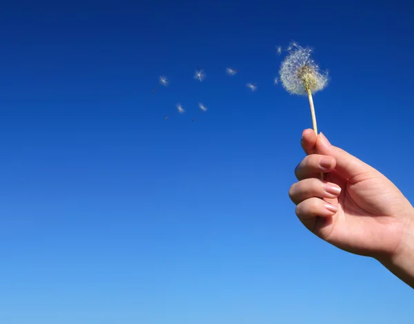 Dandelion spreading seeds in female hand on background of blue s — Stock Photo, Image