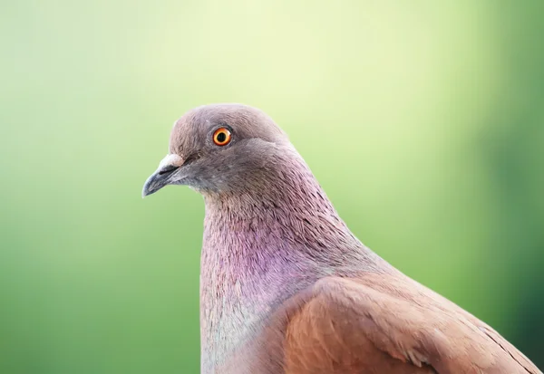Pigeon looks at you with a blurred background — Stock Photo, Image