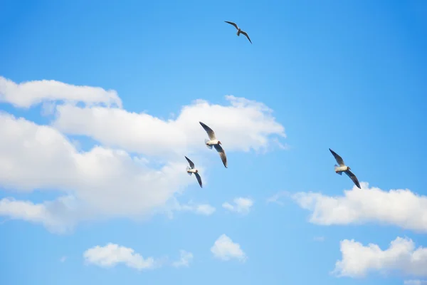 Meeuwen vliegen in de lucht tussen de wolken — Stockfoto