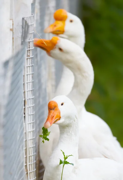 Ganso - vegan. Ganso com uma folha verde em seu bico no backgr — Fotografia de Stock