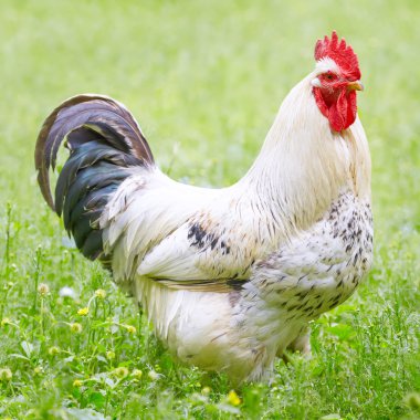 Rooster in the grass on a farm