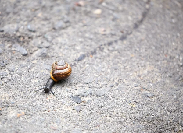 Caracol arrastrándose en el camino dejando un rastro — Foto de Stock