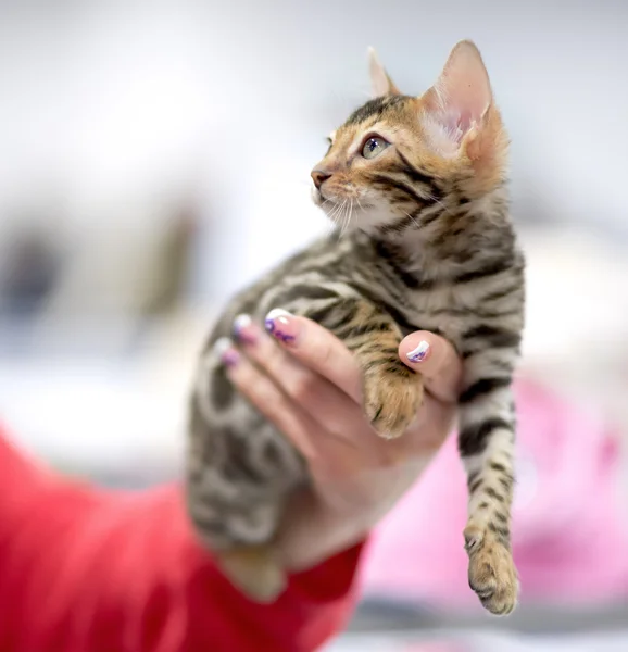 Gatito en una mano femenina buscando en algún lugar — Foto de Stock