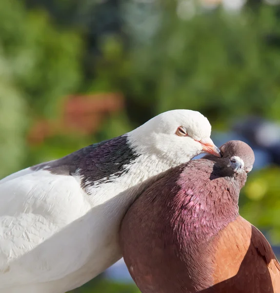 Pombo beija outro pombo na bochecha — Fotografia de Stock