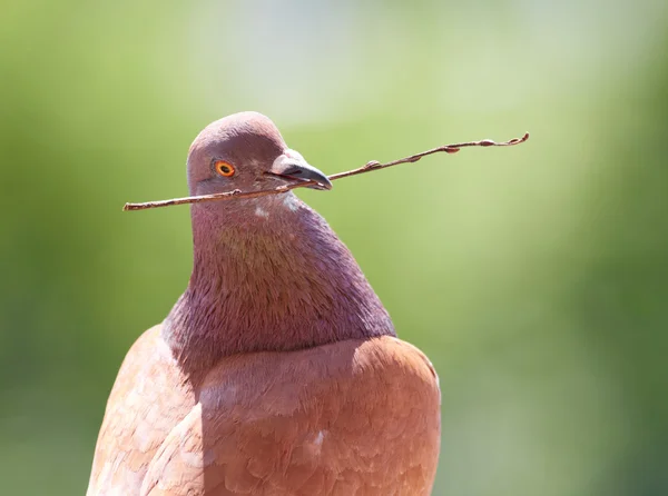 Pomba com galho em seu bico em fundo verde desfocado — Fotografia de Stock