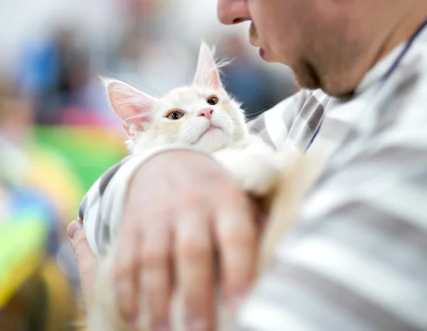 Maine Coon gatito en las manos del propietario — Foto de Stock