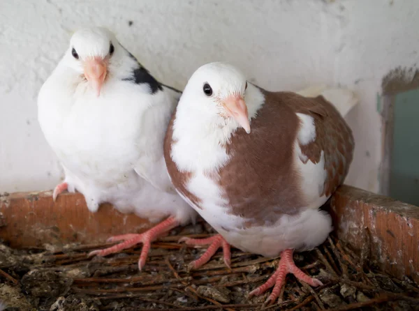 Two young pigeons in the nest — Stock Photo, Image