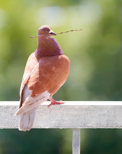 Dove with branch in its beak on blurred green background — Stock Photo, Image