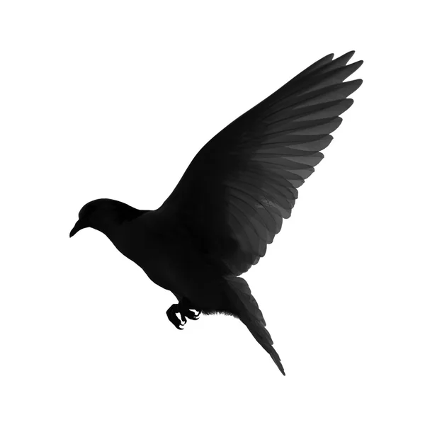 Silhouette einer fliegenden Taube auf weißem Hintergrund — Stockfoto