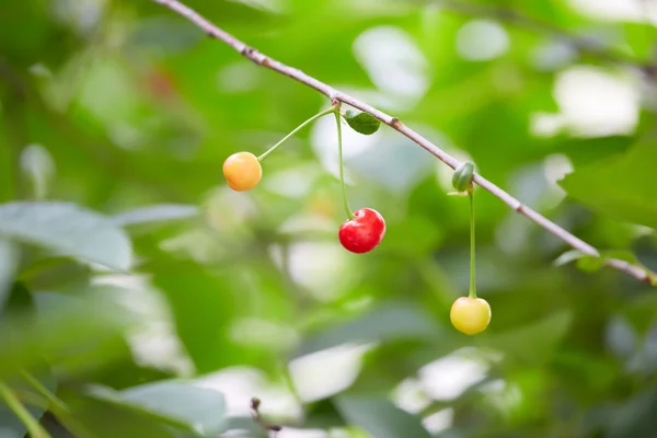 Las cerezas maduran en la rama sobre fondo borroso — Foto de Stock