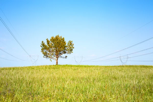 Drzewo na łące i wysokiego napięcia linii na tle błękitnego nieba — Zdjęcie stockowe
