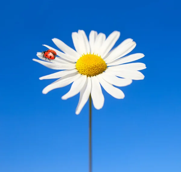 Ladybug and daisy flower on the blue sky background — Stock Photo, Image