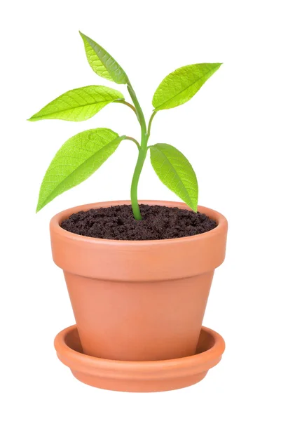 Plant groeit in een pot op een witte achtergrond — Stockfoto