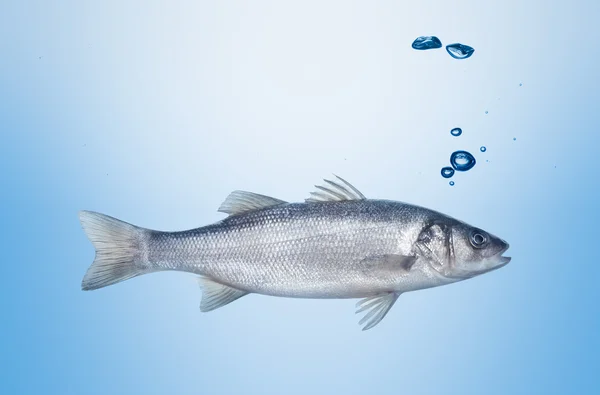 Vis zeebaars onder water — Stockfoto