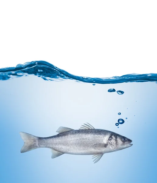 Fish seabass under water — Stock Photo, Image