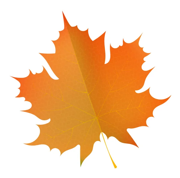 Hoja de arce de otoño naranja sobre un fondo blanco. Símbolo del otoño — Vector de stock