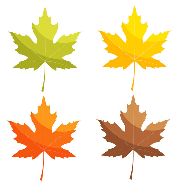 Set of color vector maple leaf on a white background. Autumn lea