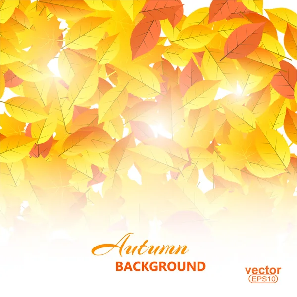 Autumn background with leaves illustration. — ストック写真