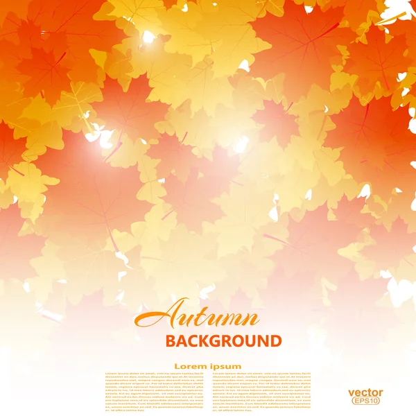 Background on autumn theme of falling yellow and orange maple le — ストック写真