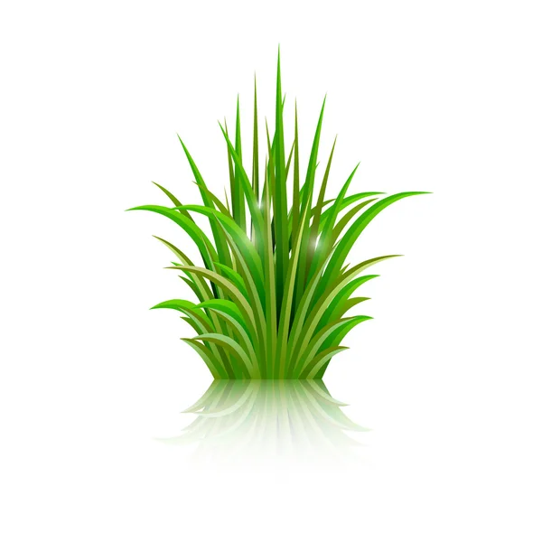 Green grass with reflection isolated on white background. Vector — Stock Vector