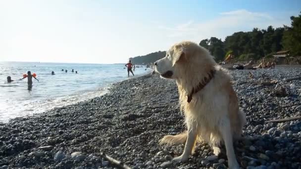 Perro sentado en la playa — Vídeo de stock