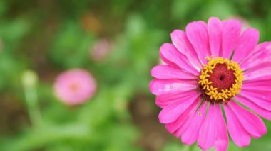 Yeşil arka plan üzerinde yatay bir panorama güzel Gerbera çiçekleri
