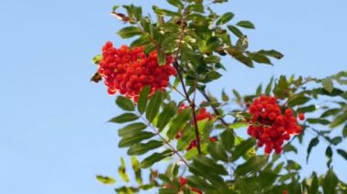 Rowan çilekleri, olgun meyveli dağ dişbudak ağacı.