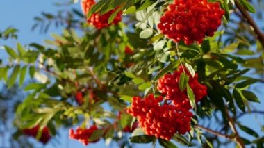 Rowan çilekleri, olgun meyveli dağ dişbudak ağacı.
