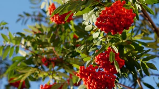 Rowan berries, Mountain ash tree with ripe berry — Stock Video