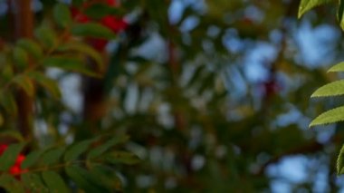 Rowan çilekleri, olgun meyveli dağ dişbudak ağacı.