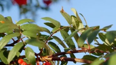 Rowan çilekleri, olgun meyveli dağ dişbudak ağacı.