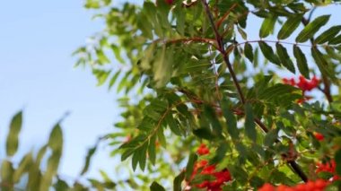 Rowan çilekleri, olgun meyveli dağ dişbudak ağacı.