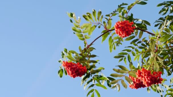 Vogelbeeren, Eberesche mit reifen Beeren — Stockvideo