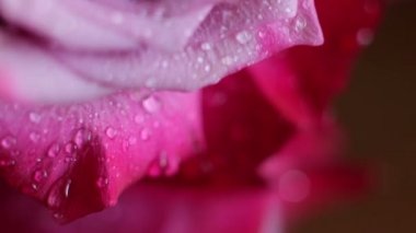 Rose Bud mikro damla