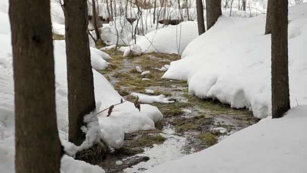 冬天溪树 — 图库视频影像