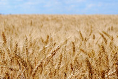 bir çiftlik alanında sarı buğday