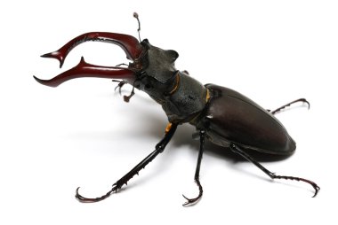 close-up photo of big stag-beetle clipart
