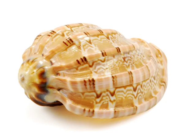 Sea shell isolated on white — Stock Photo, Image